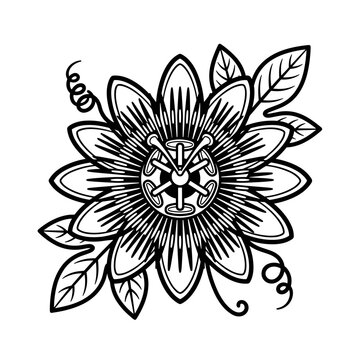 Detailed Black and White Illustration of a Passion Flower.
