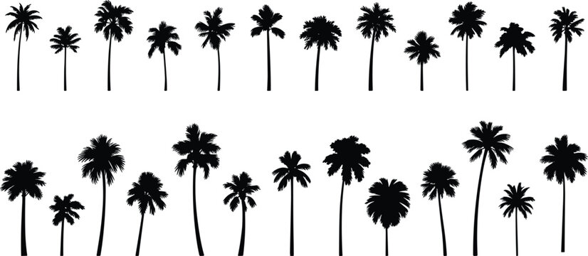 Large collection of tropical palm tree silhouettes with various leaf shapes and trunk heights isolated on a white background, for landscape and travel