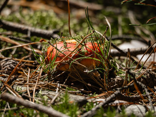mushrooms in the forest. mushroom picking season. the mushroom is hidden in the moss © Iryna Diadechko
