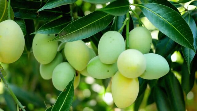 Fresh green mango fruits growing on a healthy tree branch outdoors