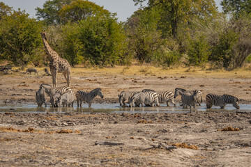 Naklejka premium Herd of zebras drinking water at a muddy waterhole in the african savanna with a standing giraffe