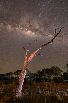 Night sky with the milky way galaxy glowing brightly above a silhouetted dead tree in a landscape