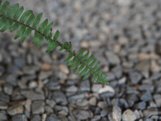 close-up photograph showcasing a single green fern leaf stem extending diagonally over a blurred background of gray crushed gravel stones. The shallow depth of field isolates the detailed structure of © นิรมล บุญเทพ