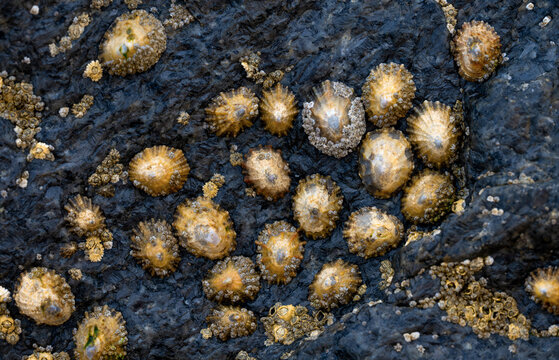 Close-up of common limpets and dense barnacle colonies attached to a dark coastal rock exposed at low tide on the English coast.