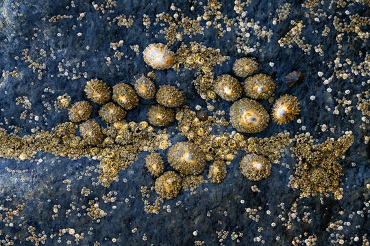 Close-up of common limpets and dense barnacle colonies attached to a dark coastal rock exposed at low tide on the English coast.