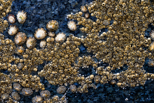 Close-up of common limpets and dense barnacle colonies attached to a dark coastal rock exposed at low tide on the English coast.
