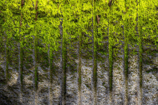Bright green Ulva algae growing on the weathered surface of a coastal groyne at Waxham Beach, Norfolk, creating an abstract natural pattern in the intertidal zone.