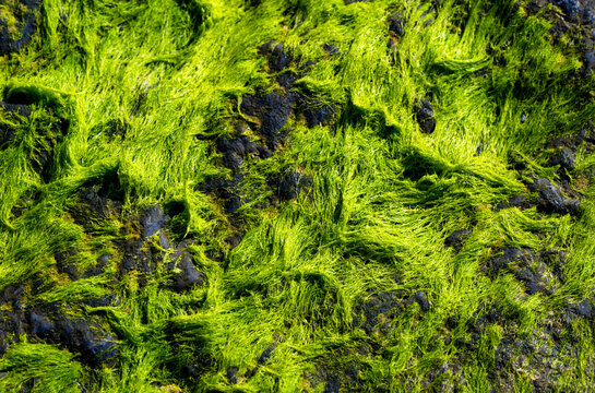 Vivid green Ulva seaweed covering the wet stones of a coastal groyne at Waxham Beach, Norfolk, England, creating a striking natural texture at low tide.