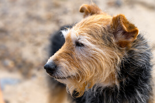 Close-up portrait of a brown and black terrier dog outdoors on the sandy beach at Waxham, Norfolk, England, with soft natural light and blurred background.