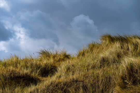 Marram grass (Ammophila arenaria) covering coastal sand dunes beneath dramatic clouds at Waxham Beach on the North Sea coast of Norfolk, England.