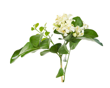 Fragrant white orange jasmine flowers (Murraya paniculata) with glossy green pinnate leaves, presented as a botanical cluster isolated on transparent background with clipping path.