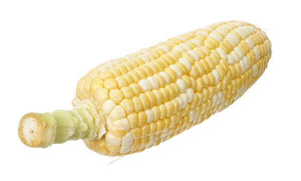 Fresh bicolor sweet corn cob (Zea mays) featuring yellow and white kernels isolated on transparent background. Nutritious agricultural crop ideal for food, farming and healthy eating concepts.