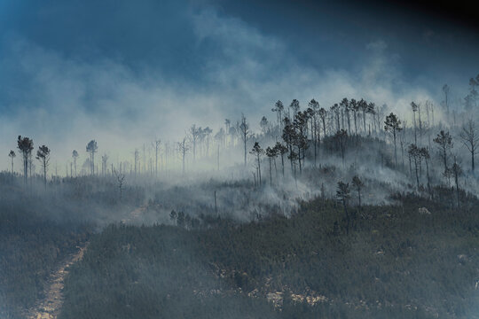 Thick smoke covers burning trees during a wildfire in Stellenbosch