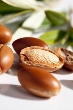 Argan nuts and leaves from Argan tree, Argania spinosa