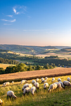 A flock of sheep grazes on a rural pasture in Germany