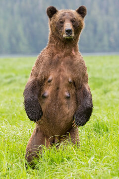Canada, Khutzeymateen Grizzly Bear Sanctuary, Female grizzly standing upright
