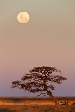 Africa, Namibia, Umbrella thorn acacia in etosha national park at night