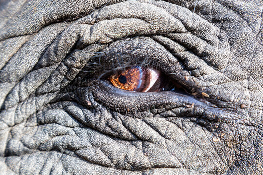 India, Madhya Pradesh, Close up of asian elephant eye at Kanha National Park