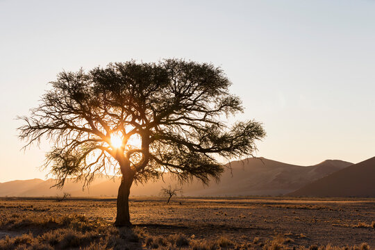 Namibia, Namib Desert, Namib Naukluft National Park, dried out river bed of Tsauchab