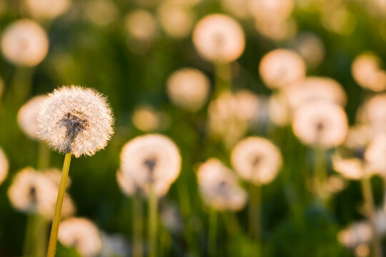 Germany, Bavaria, Dandelion clocks