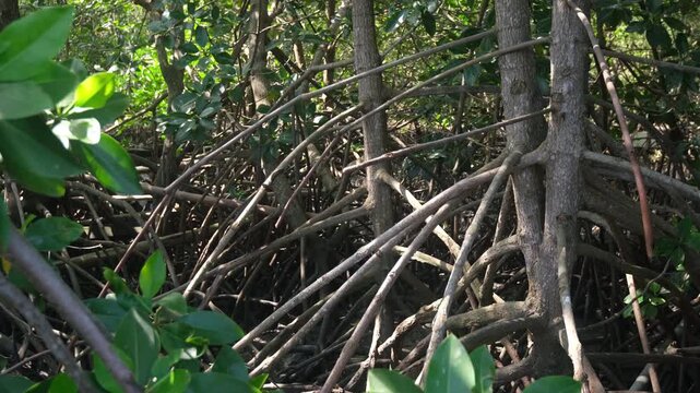 Footage showing mangrove forest ecosystem. Highlighting carbon absorption, coastal protection, biodiversity support, and natural climate regulation that helps reduce global warming.
