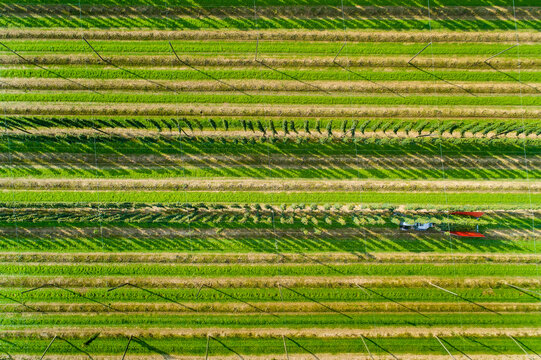 Germany, hop picking, aerial view