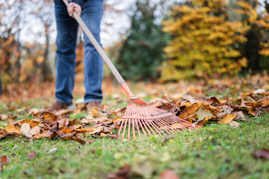 Senior man rakes autumn foliage in the home garden