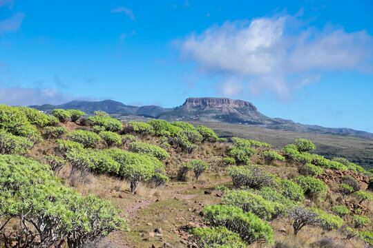 Spain, Canary Islands, La Gomera, Valle Gran Rey, Plateau La Merica, Table Mountain Fortaleza, spurge bushes
