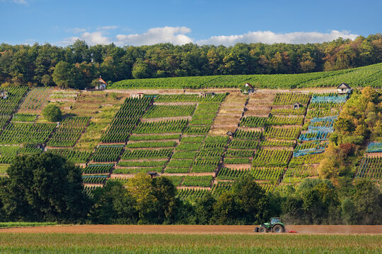 Germany, Bavaria, Karlstadt, Grainberg and Kalbenstein with vineyards