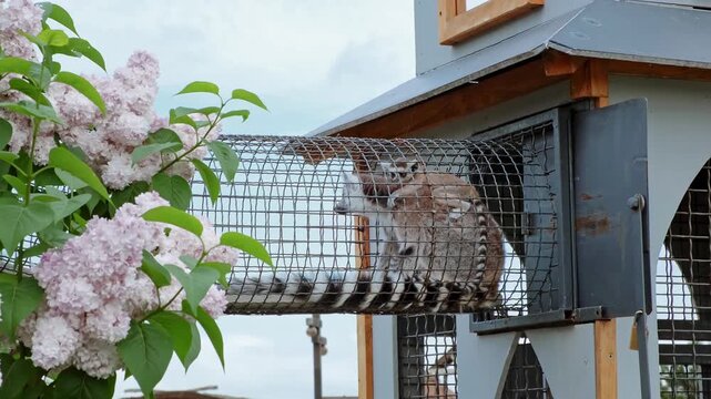 A lemurs family mom and baby sit inside a wire tunnel attached to a wooden shelter near blooming lilac flowers. High quality 4k footage.