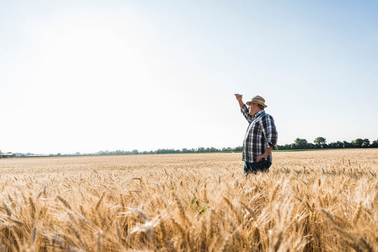 Senior farmer standing in wheat field looking at distance