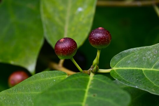 Ficus erecta fruits. Moraceae deciduous shrub. It is dioecious, and the flower receptacles of the female plants develop into fruit receptacles.
