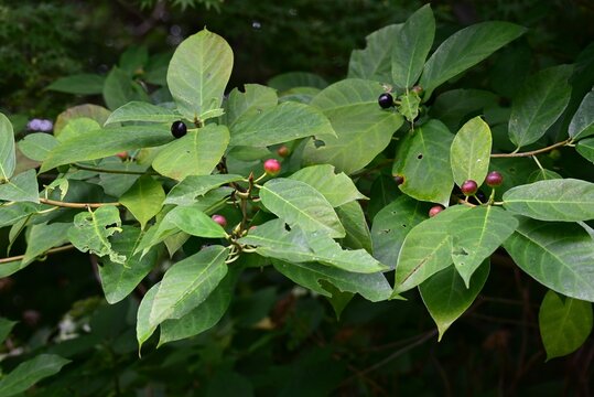 Ficus erecta fruits. Moraceae deciduous shrub. It is dioecious, and the flower receptacles of the female plants develop into fruit receptacles.
