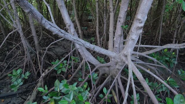 Footage showing mangrove forest ecosystem. Highlighting carbon absorption, coastal protection, biodiversity support, and natural climate regulation that helps reduce global warming.
