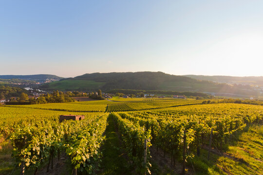 Germany, Saarland, View of vineyards