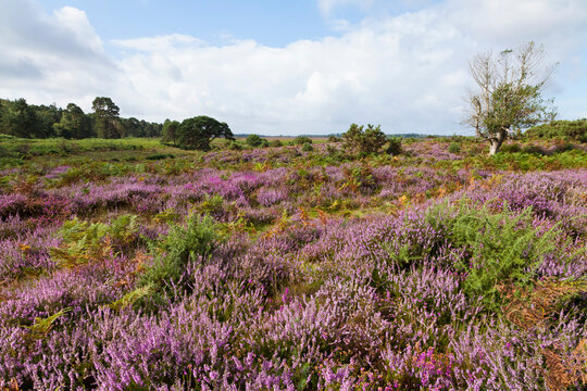 Purple heather covers the rural heathland landscape in England