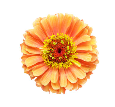 close up of orange zinnia flower isolated on transparent background, top view