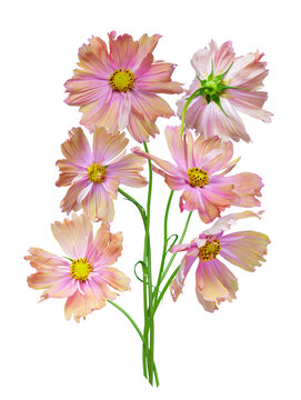 close up of vibrant bouquet of colorful cosmos flowers isolated on transparent background