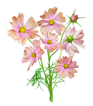 close up of vibrant bouquet of colorful cosmos flowers isolated on transparent background