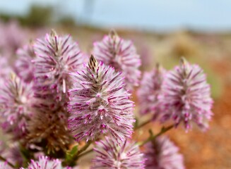Pink mulla mulla flowers blooming close up image taken in Western Australia's Pilbara region  © Hayley White
