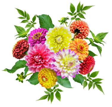 vibrant bouquet of mixed colorful dahlia and zinnias flowers isolated on transparent background, top view