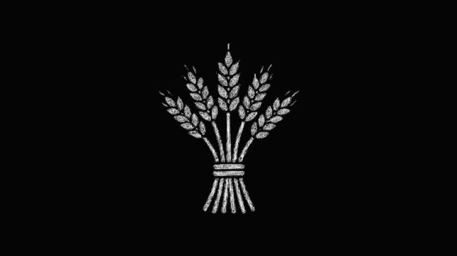 Sketch wheat bundle icon animation - smooth progressive reveal