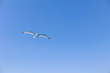 Obraz premium Seagull gull flying, Blue sky. Overcoming adversity