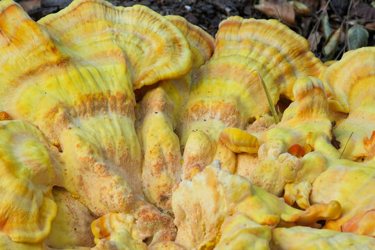 Vibrant colorful closeup on a large cream yellow colored sulphur shelf mushroom, Laetiporus sulphureus