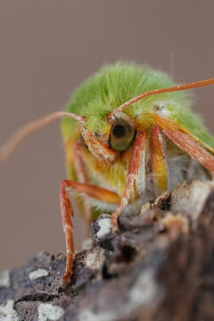 Facial closeup on a colorful green Silverlines owlet moth, Pseudoips prasinana