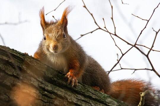 Neugierig schauendes Eichh&ouml;rnchen im Baum