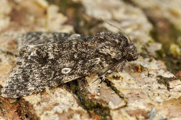Closeup of the Poplar Grey owlet moth, Subacronicta megacephala sitting on wood © Henk