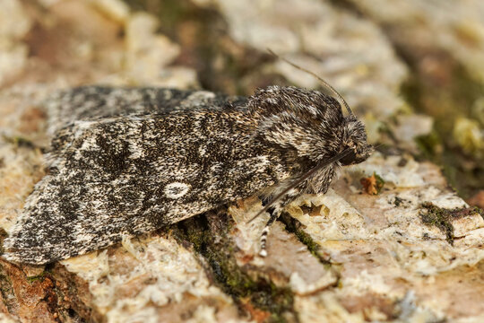 Closeup of the Poplar Grey owlet moth, Subacronicta megacephala sitting on wood
