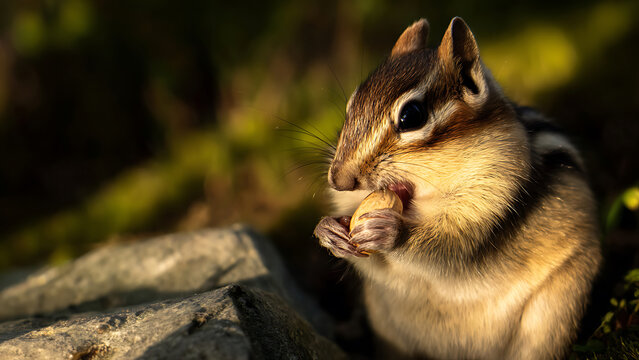 Close-up of a cute chipmunk eating a nut in a natural forest setting.