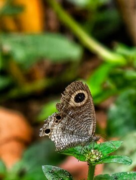 Brown ringlet butterfly with eyespots on its wings resting on a green plant bud